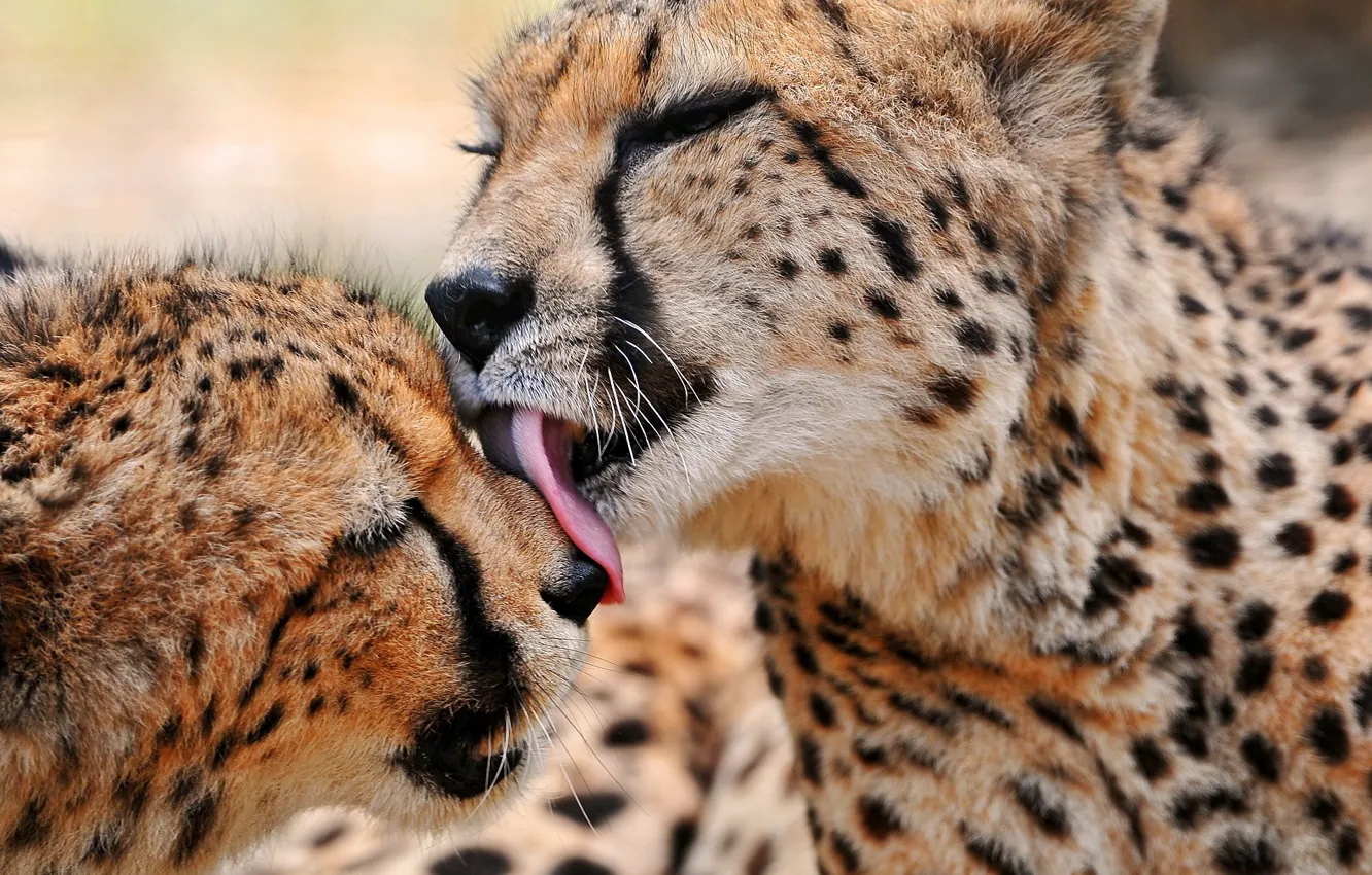 Фото обои хищник, семья, гепард