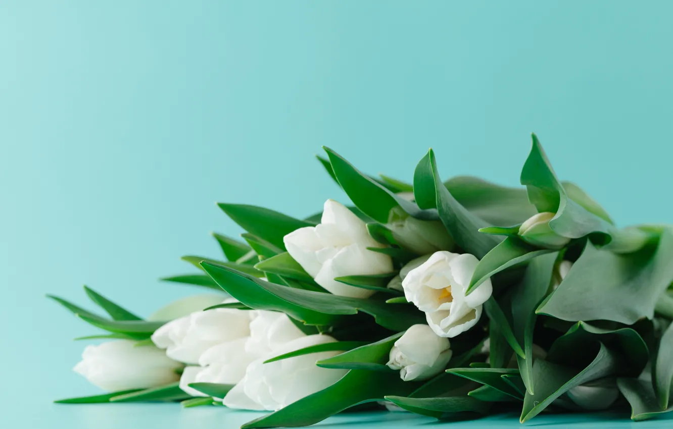 Фото обои фон, голубой, тюльпаны, белые, Andrey Cherkasov