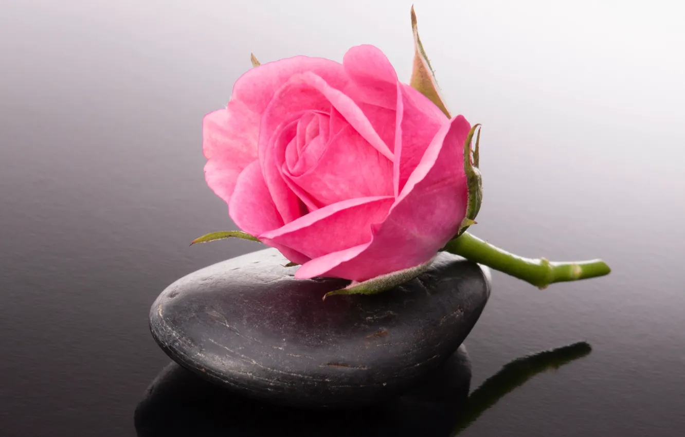 Фото обои цветок, бутон, камешек, розовая розочка