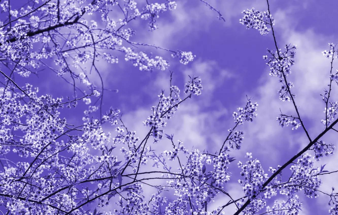 Фото обои nature, beauty, lavender, blossoms