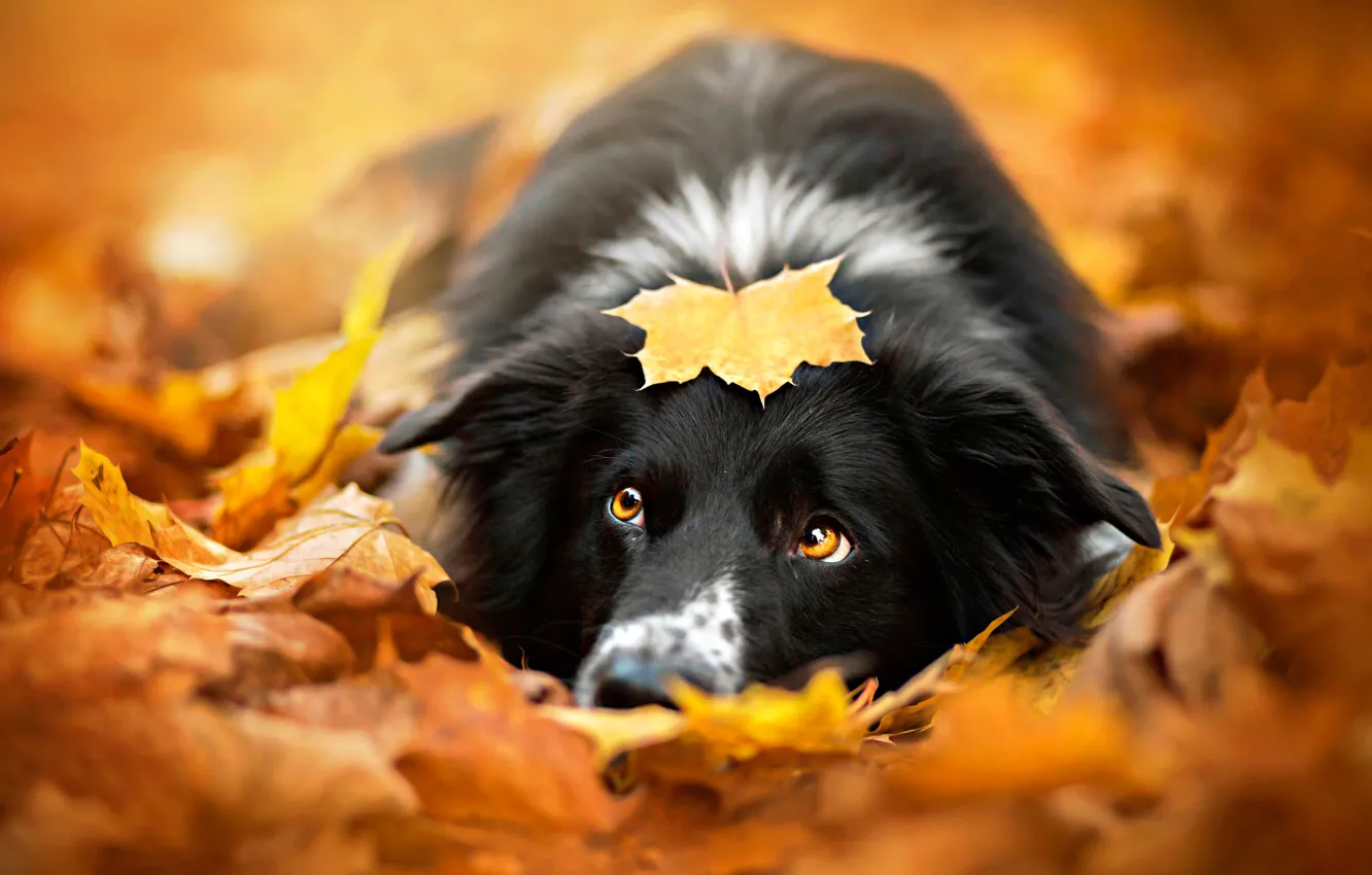 Фото обои осень, лист, собака