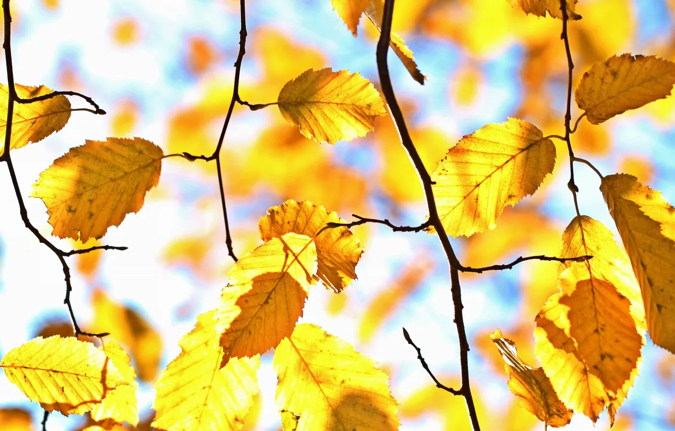 Фото обои осень, свет, ветки, желтые, боке, осенние листья