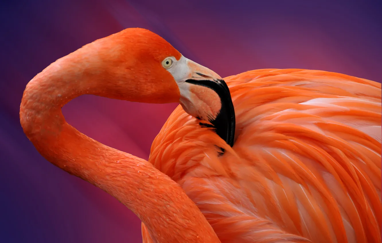 Фото обои птица, перья, клюв, фламинго
