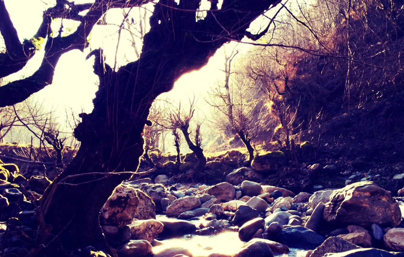 Фото обои Rock, IRAN, Tree, River, Fushe