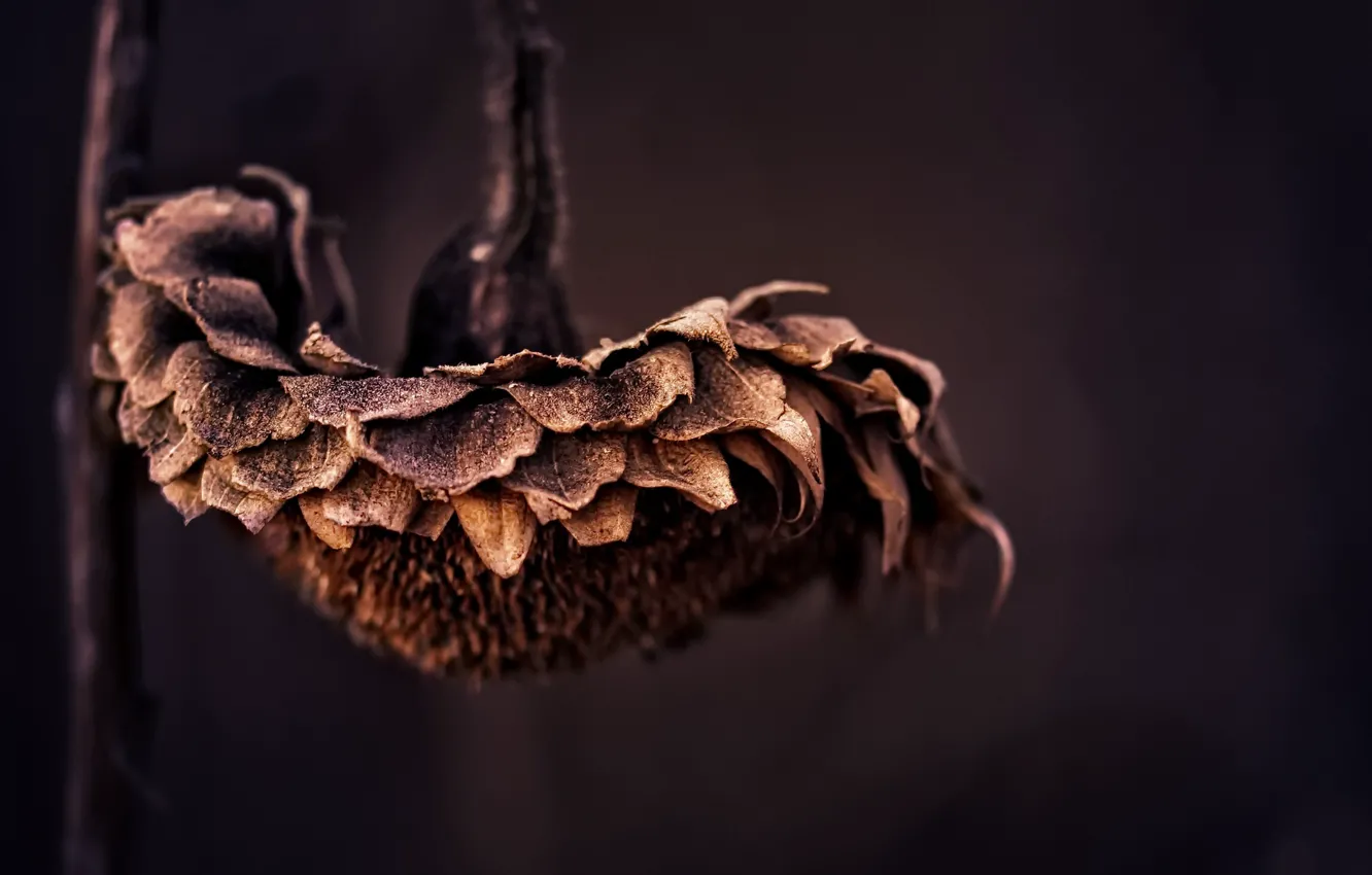 Фото обои макро, цветы, фон