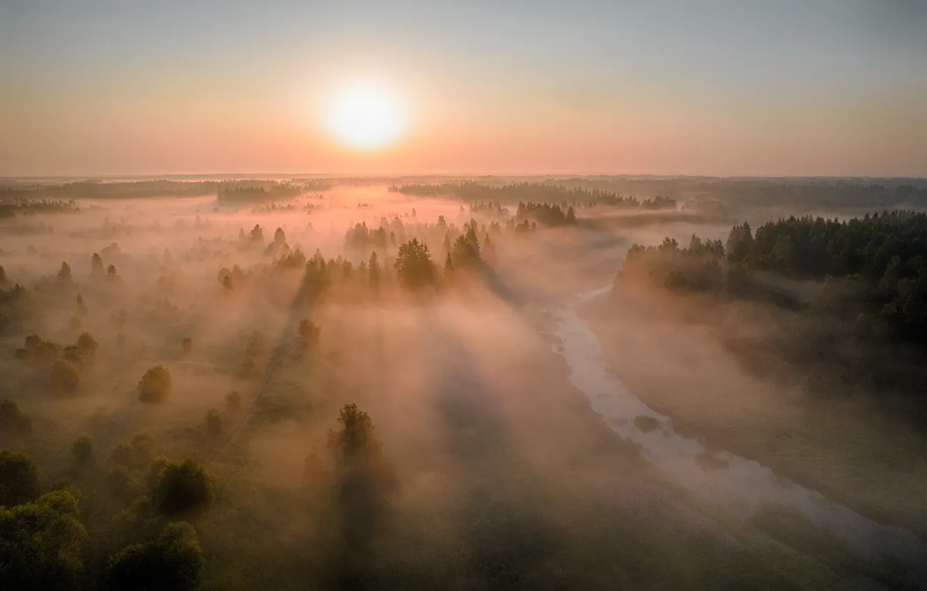 Фото обои поле, лес, лето, небо, солнце, лучи, свет, деревья