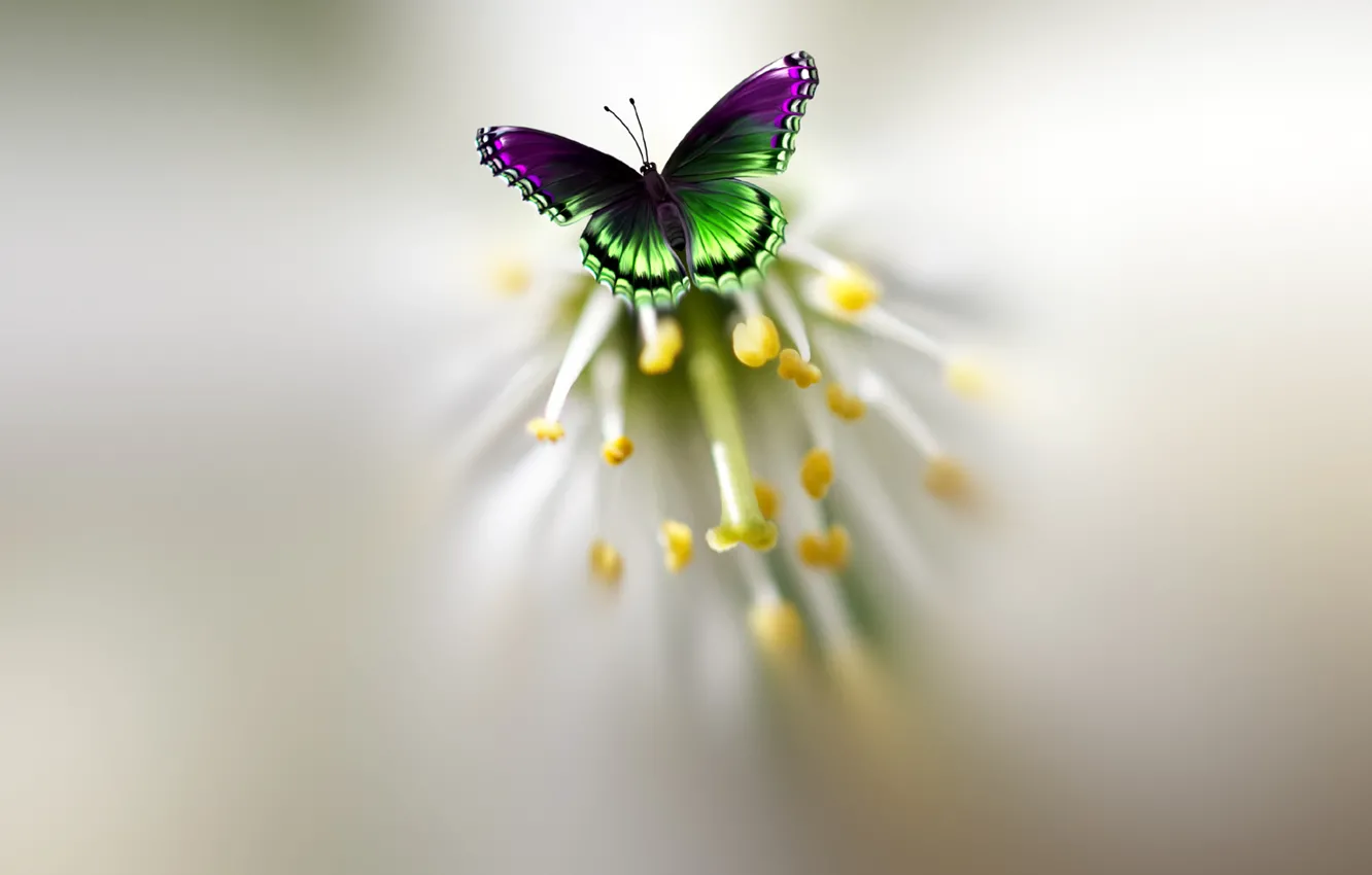 Фото обои цветок, бабочка, красивая, пестрая, Josep Sumalla