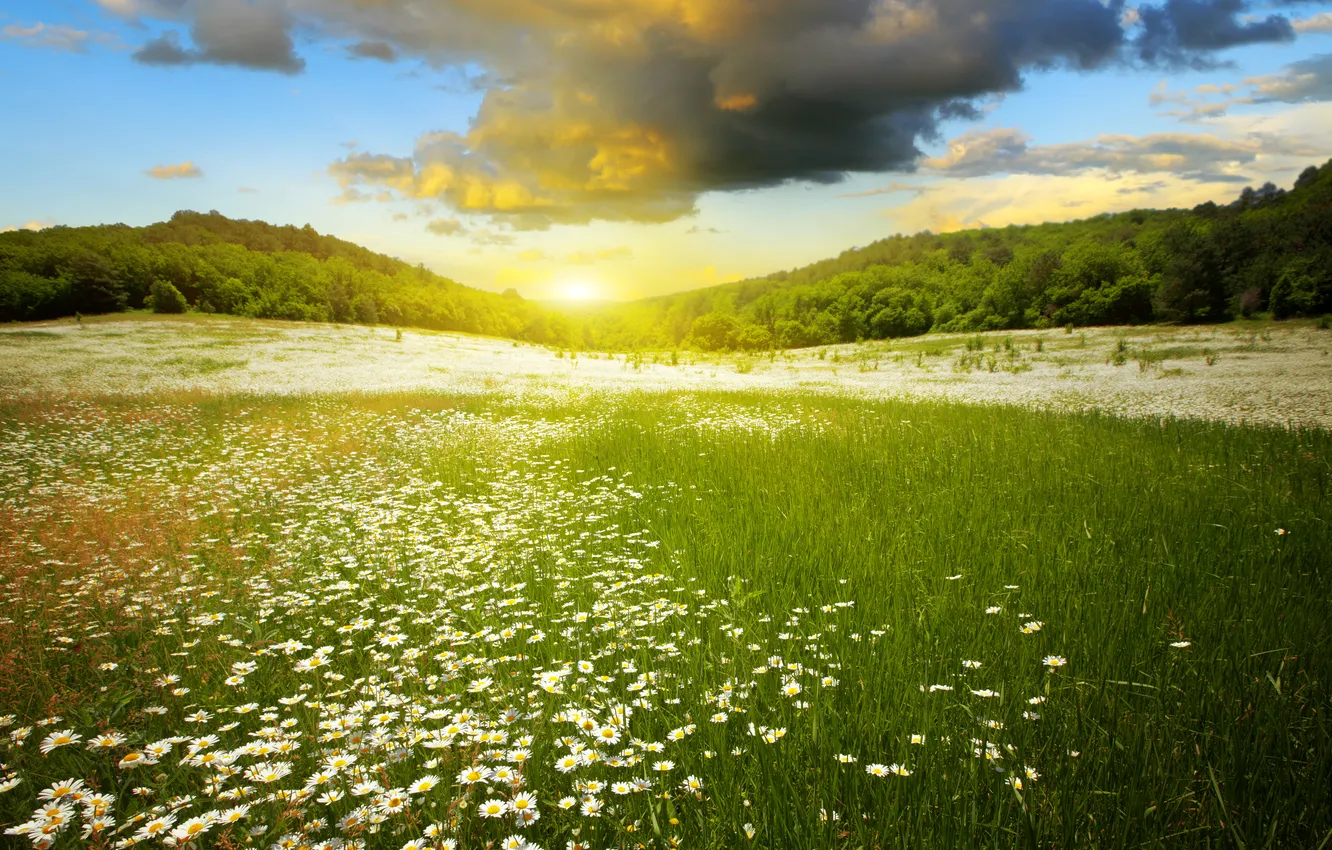 Фото обои небо, облака, деревья, пейзаж, закат, цветы, луг, sky