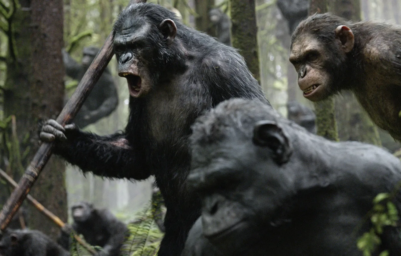 Фото обои война, обезьяны, Революция, Dawn of the Planet of the Apes, Планета обезьян, цезарь