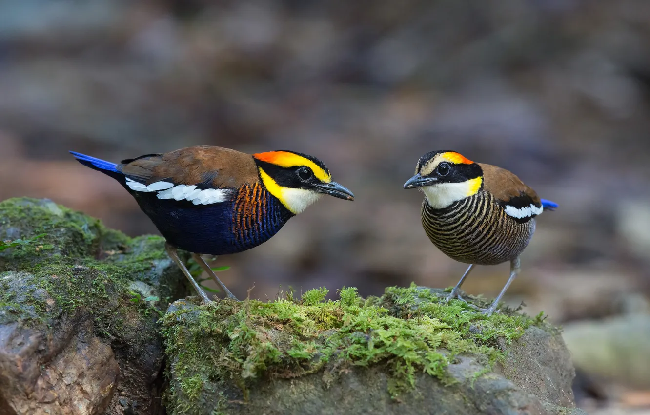 Фото обои птицы, Banded pitta, Hydrornis (guajana), Питты