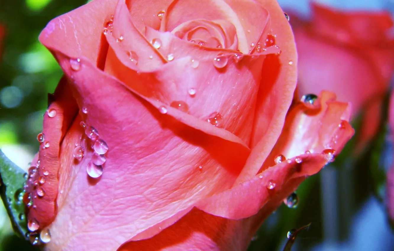 Фото обои цветок, роса, роза
