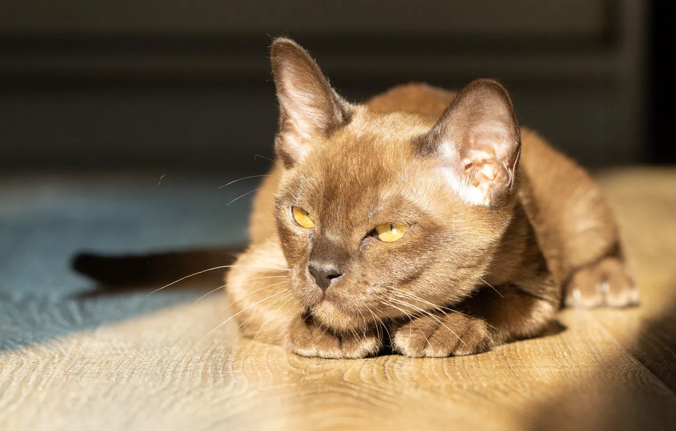Фото обои взгляд, мордочка, Бурма, Бурманская кошка