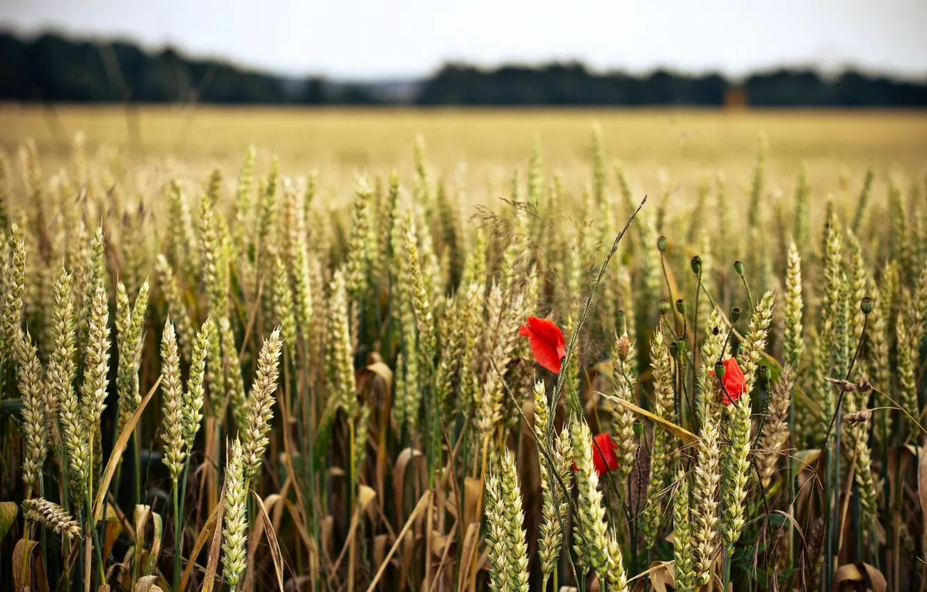Фото обои пшеница, поле, цветок, цветы, красный, фон, widescreen, обои