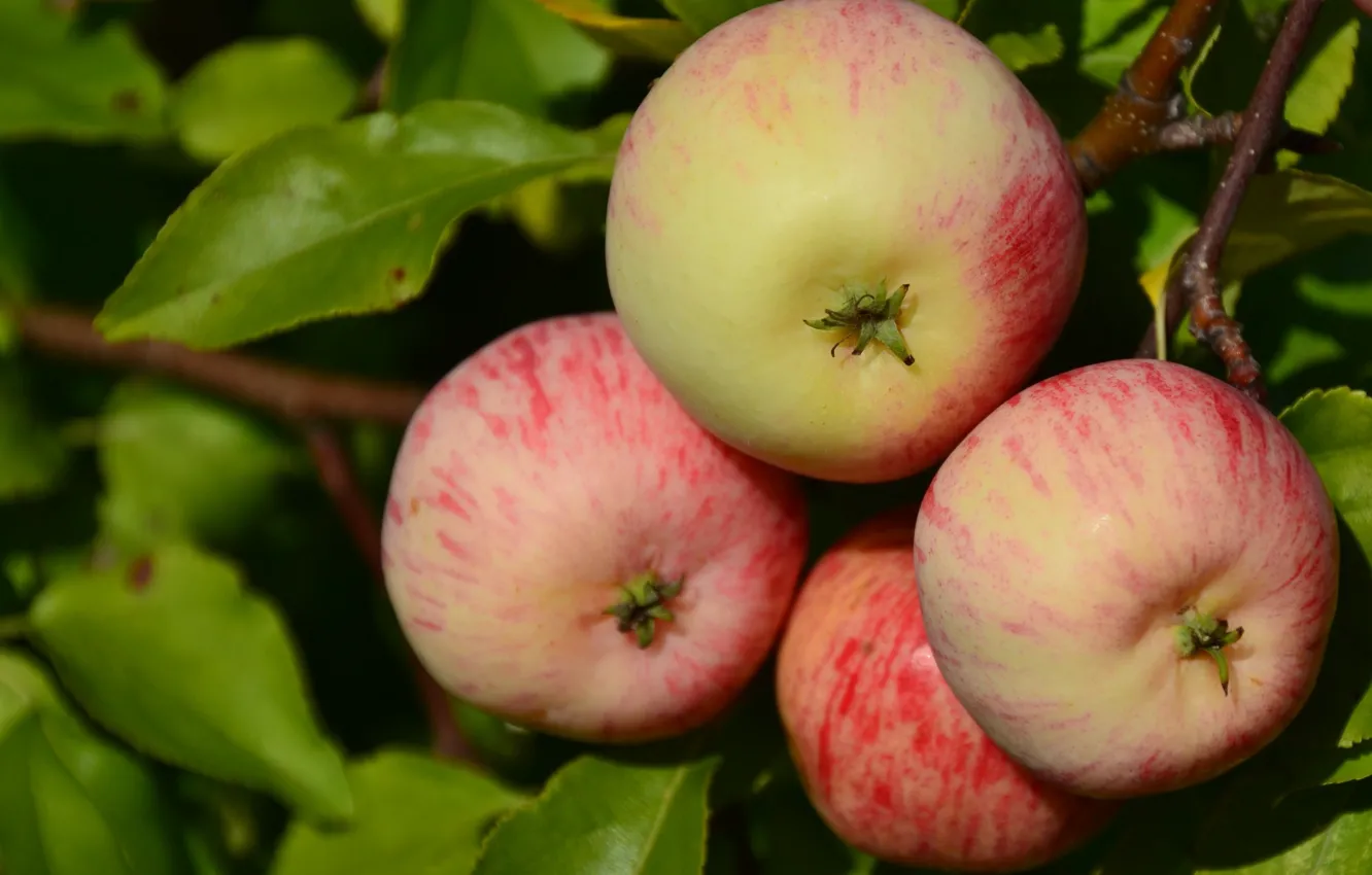 Фото обои макро, яблоки, ветка, плоды