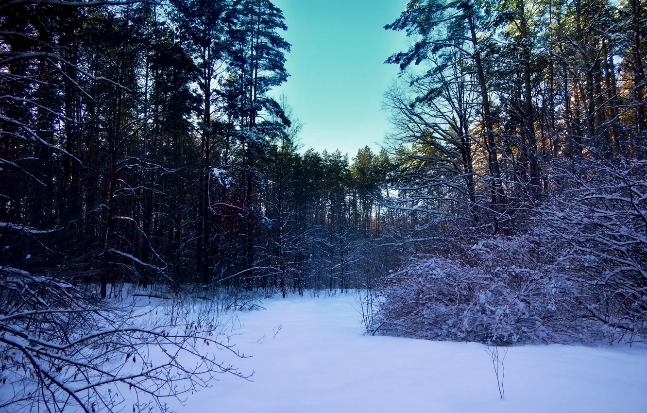 Фото обои зима, лес, снег, деревья, пейзаж, природа, поляна, кусты