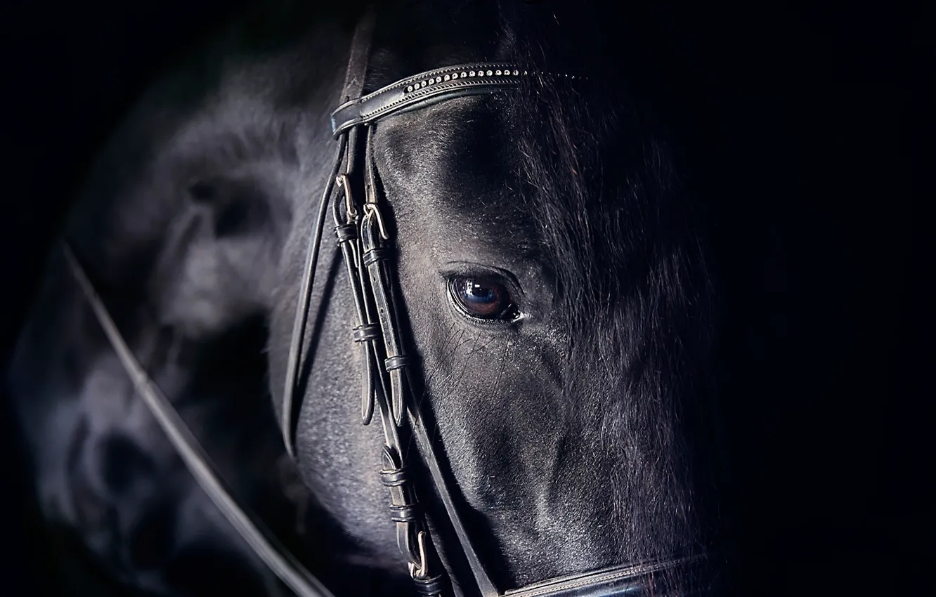 Фото обои взгляд, глаз, конь, лошадь