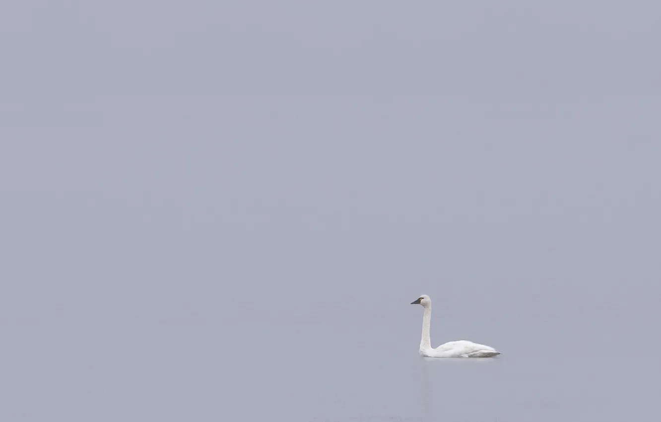Фото обои природа, птица, лебедь