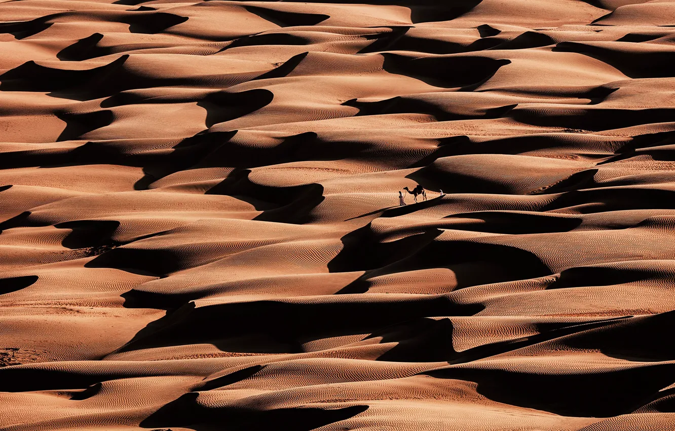 Фото обои песок, волны, пустыня, верблюд