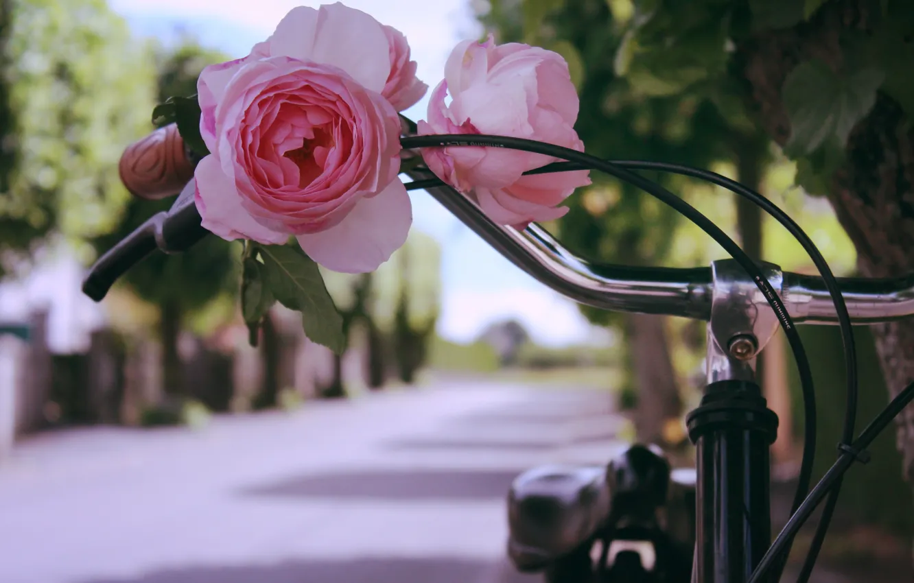 Фото обои цветок, велосипед, роза