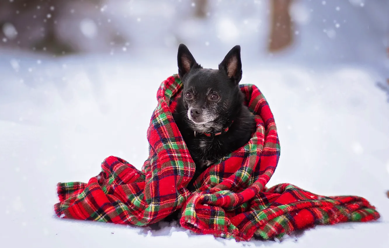 Фото обои зима, собака, шарф