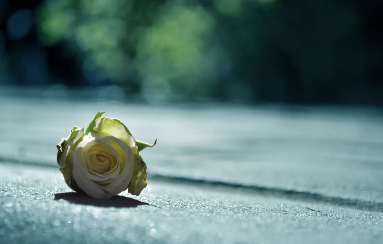 Фото обои фотошоп, розы, tilt-shift