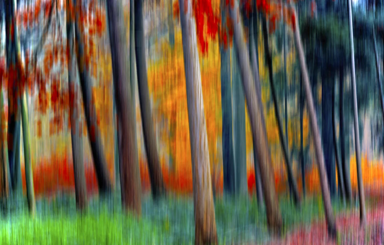 Фото обои лес, деревья, краски, размытость, спецэффект