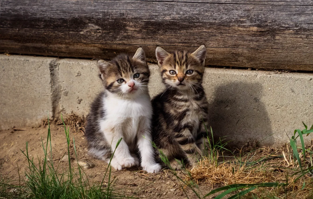 Фото обои кошка, трава, взгляд, природа, дом, котенок, серый, стена
