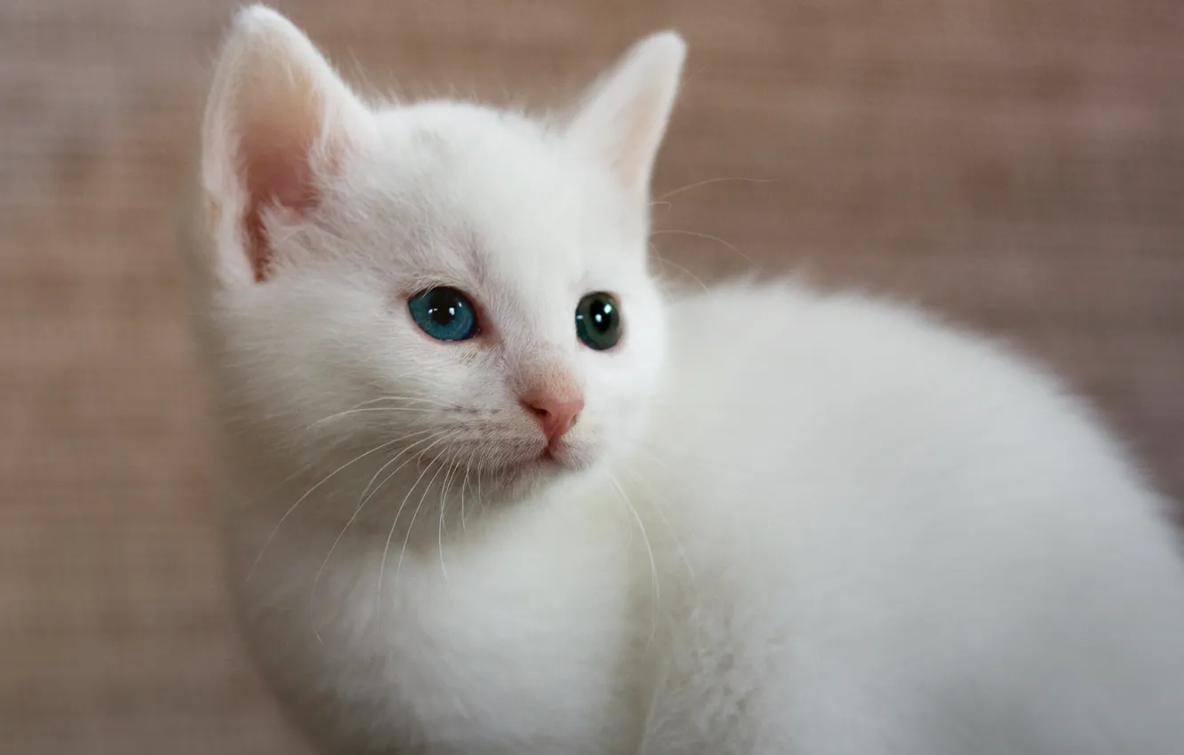 Фото обои белый, фон, котёнок, гетерохромия