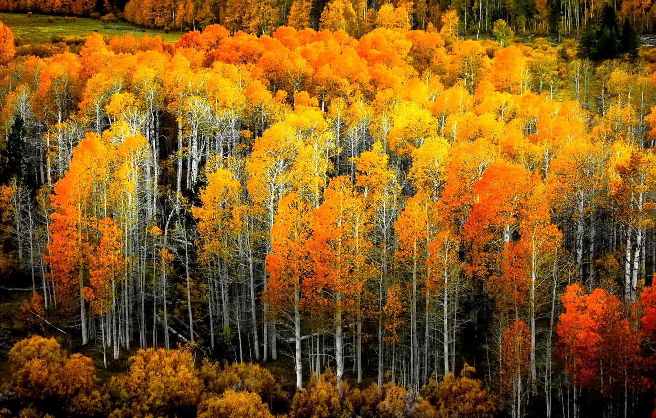 Фото обои осень, лес, листья, роща, осина