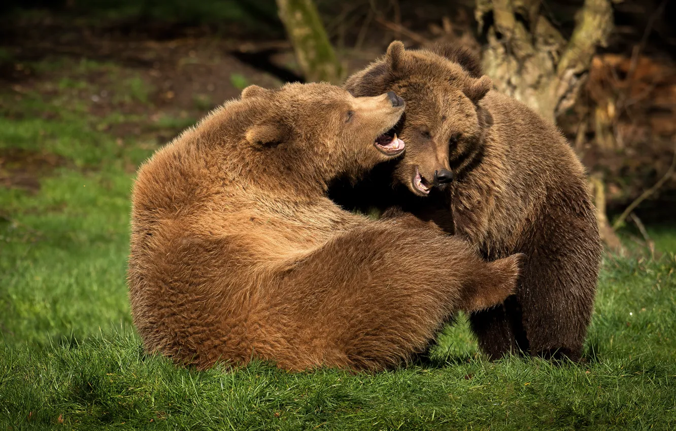 Фото обои трава, природа, поза, игра, борьба, медведь, медведи, пара