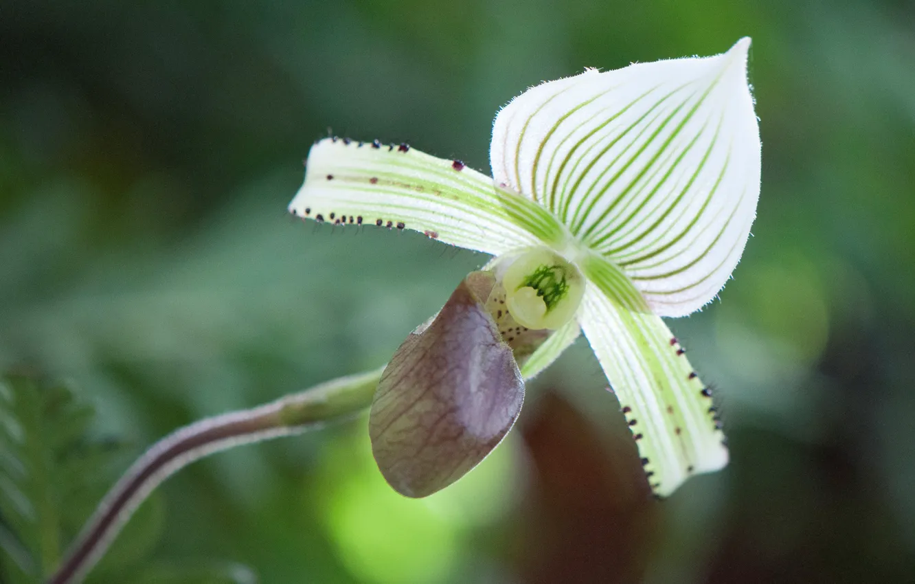 Фото обои макро, природа, лепестки, орхидея