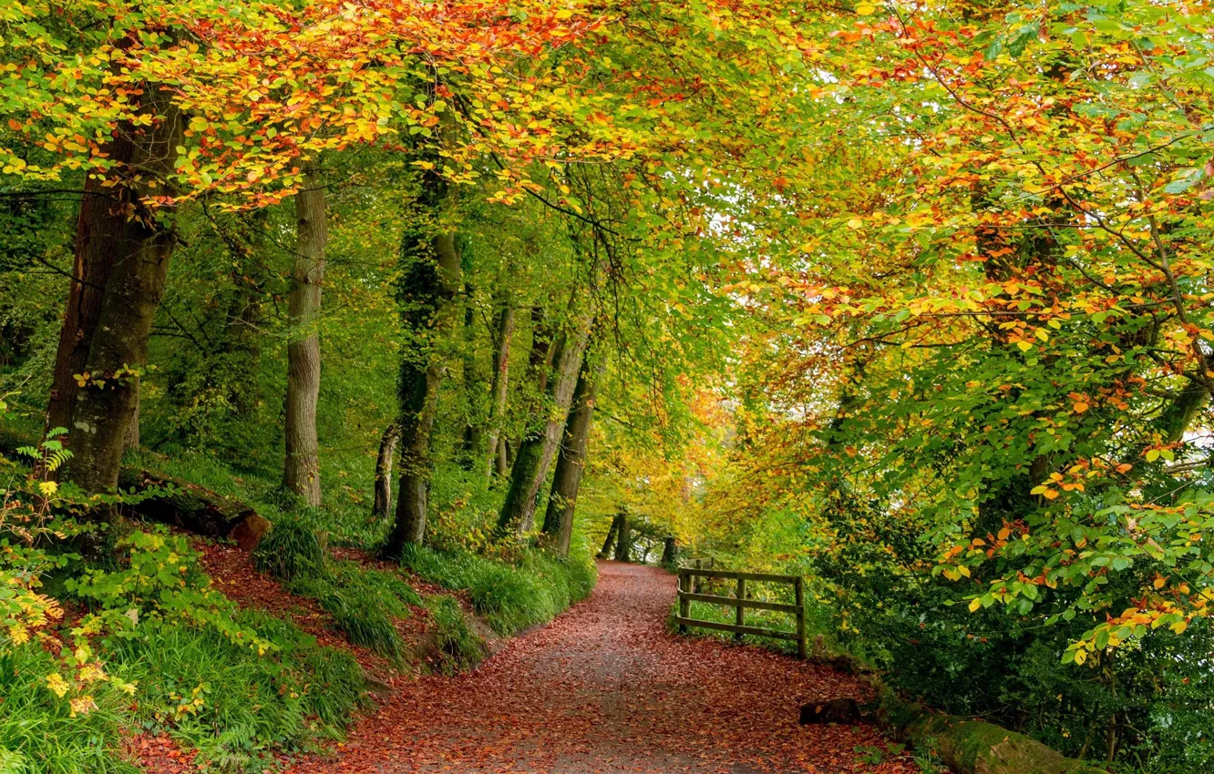 Фото обои дорога, осень, лес, пейзаж, природа, красота