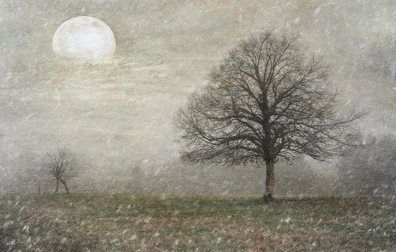 Фото обои поле, снег, природа, дерево, луна, монтаж