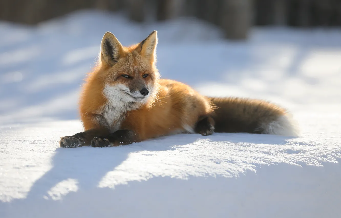 Фото обои зима, солнце, природа, лиса, лежит, рыжая, лисица, боке