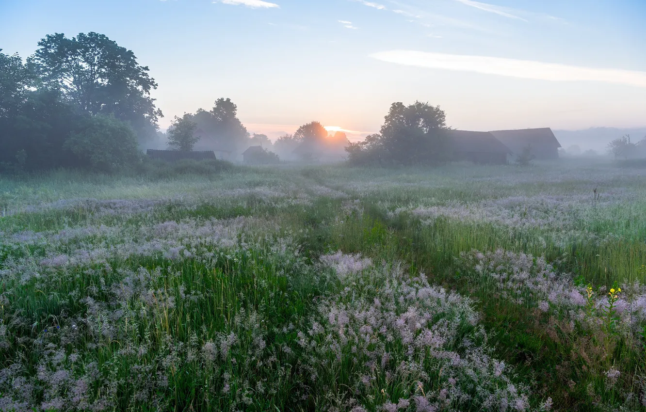 Фото обои цветы, туман, утро, деревня, луг