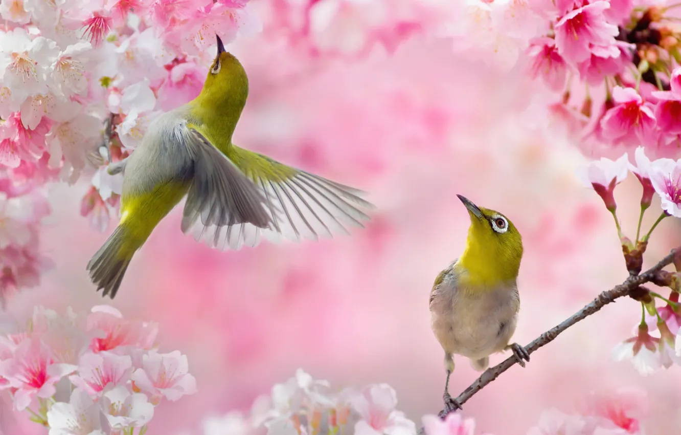 Фото обои птицы, ветки, весна, сакура, пара, Тайвань, белоглазка, FuYi Chen