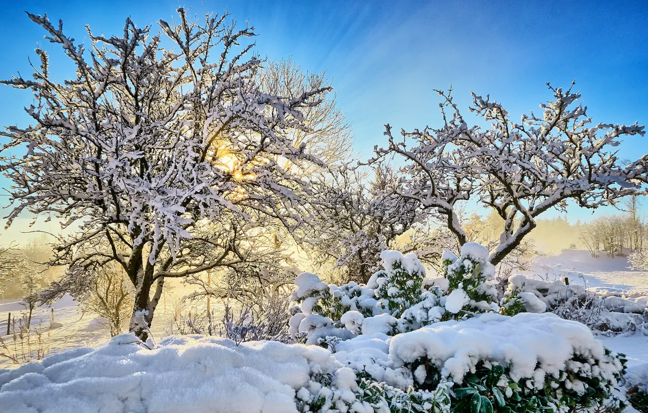 Фото обои зима, снег, деревья, утро, срлнце