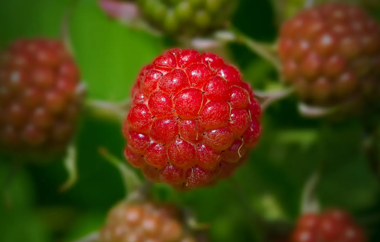 Фото обои малина, ягода, Raspberry, малинка, Bohemien