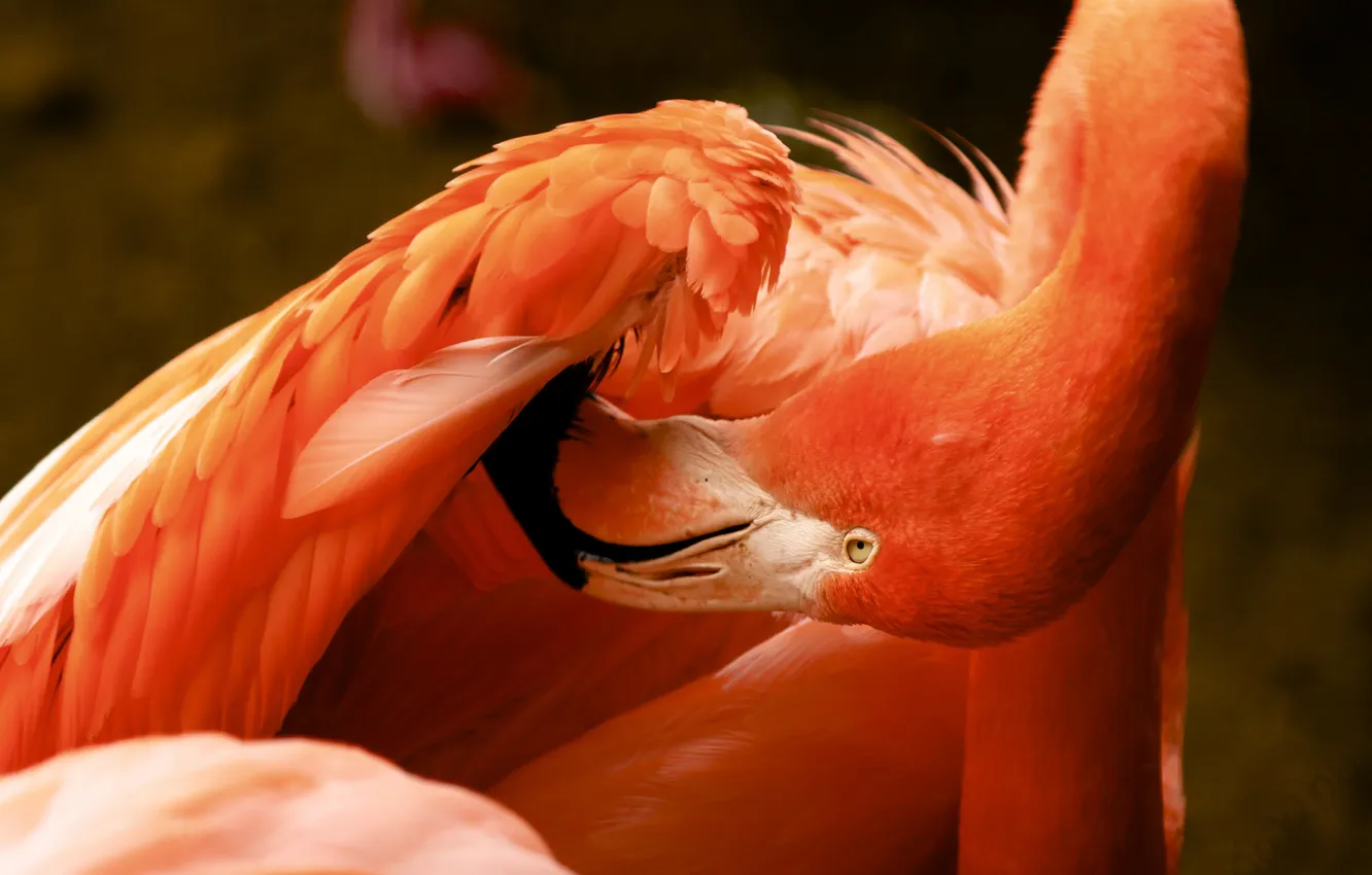 Фото обои природа, птица, фламинго