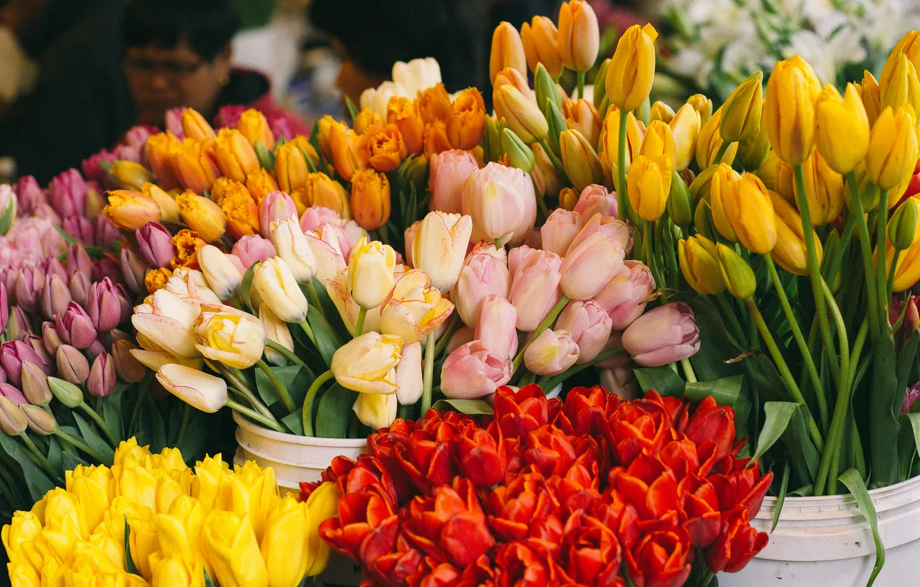 Фото обои цветы, желтые, тюльпаны, красные, разные