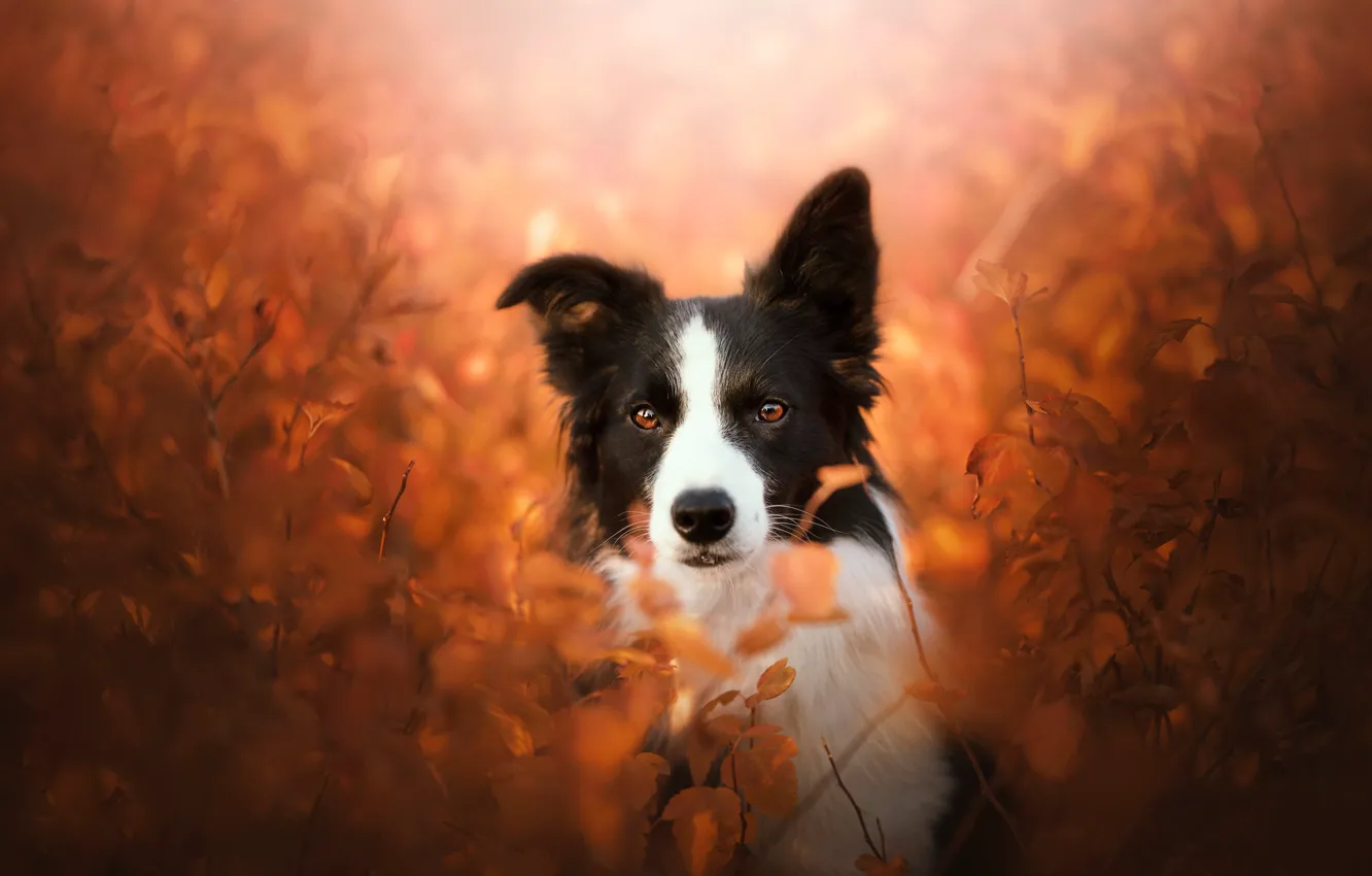 Фото обои осень, взгляд, морда, ветки, собака, Бордер-колли