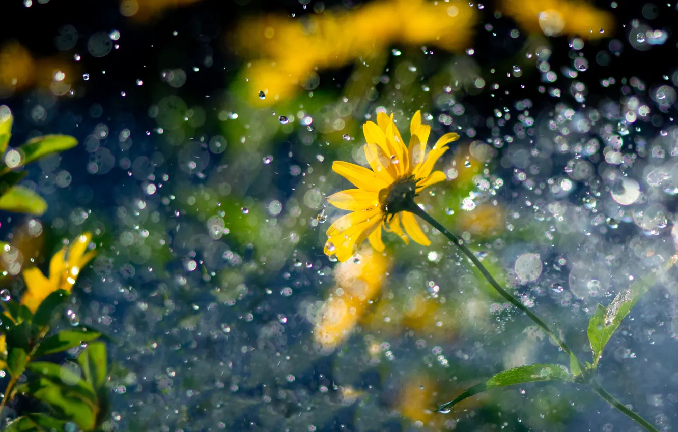 Фото обои цветок, капли, желтый, блики, дождь