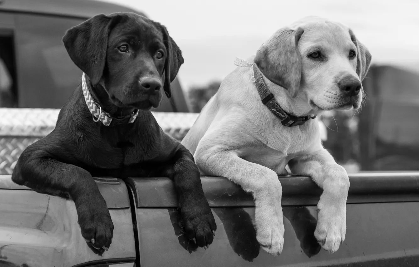 Фото обои собаки, лапы, щенки, чёрно-белая, кузов, Лабрадор-ретривер