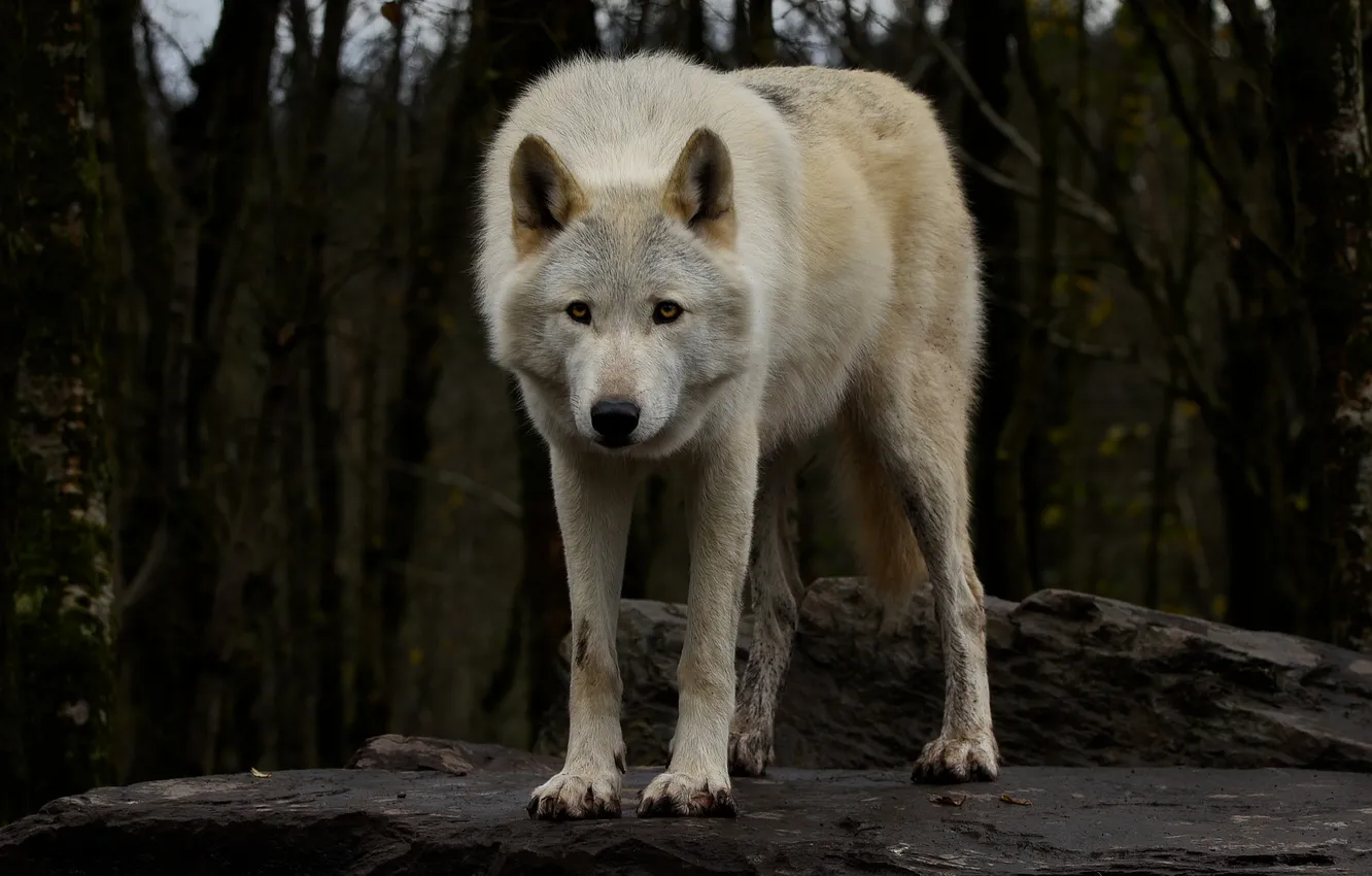 Фото обои nature, snow, predator, face, animal, wolf, wildlife, portrait