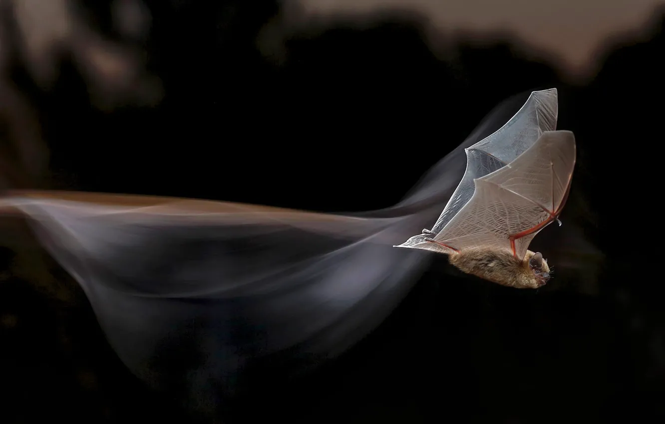 Фото обои полет, крылья, летучая мышь, нетопырь-карлик