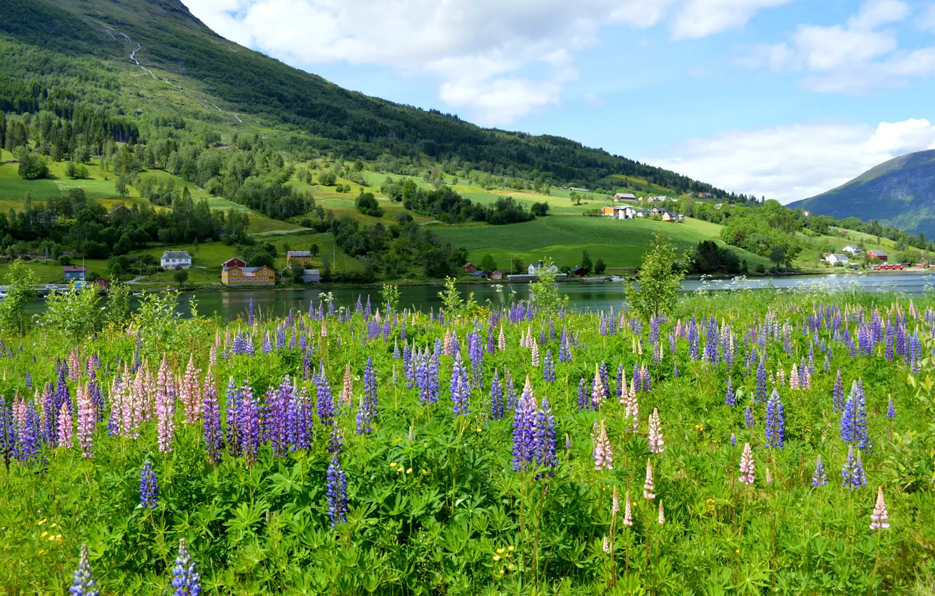 Фото обои зелень, цветы, горы, река, дома, луг, Норвегия, люпин