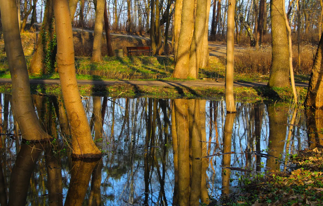Фото обои forest, pool, water, park, tree, swamp