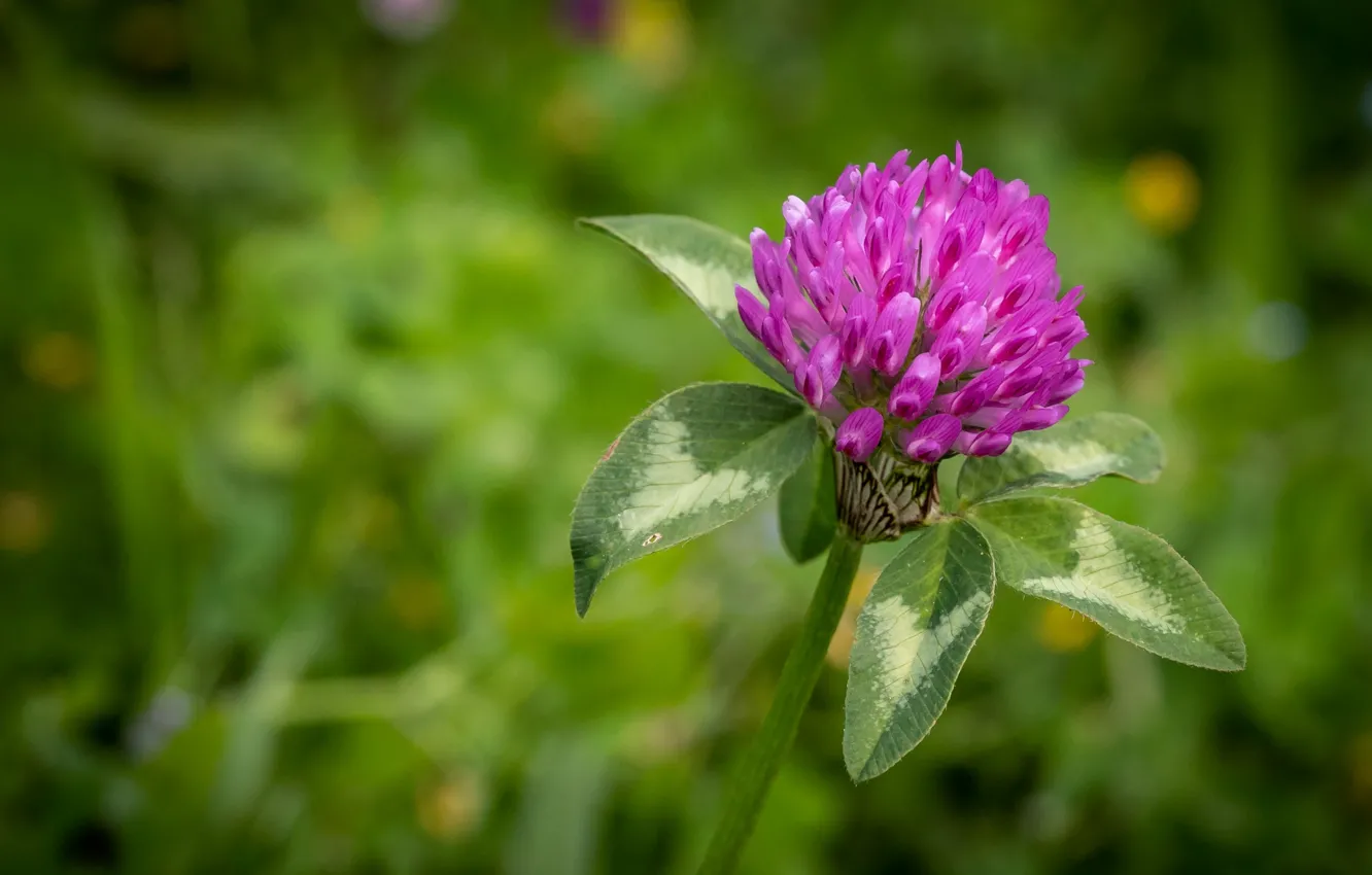 Фото обои цветы, клевер, розовые, листочки, зеленый фон, боке