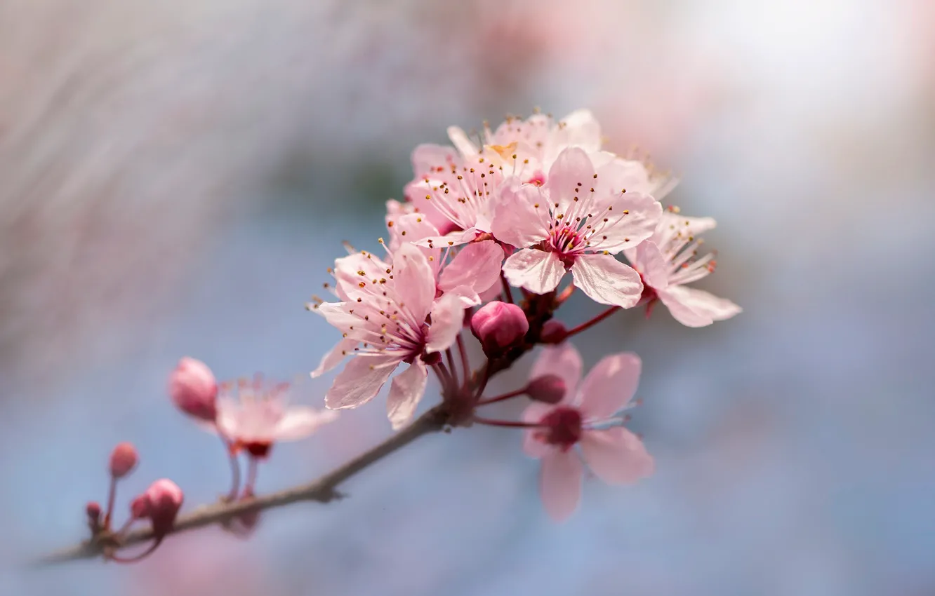 Фото обои цветы, вишня, размытие, ветка, весна, сакура, розовые, цветение