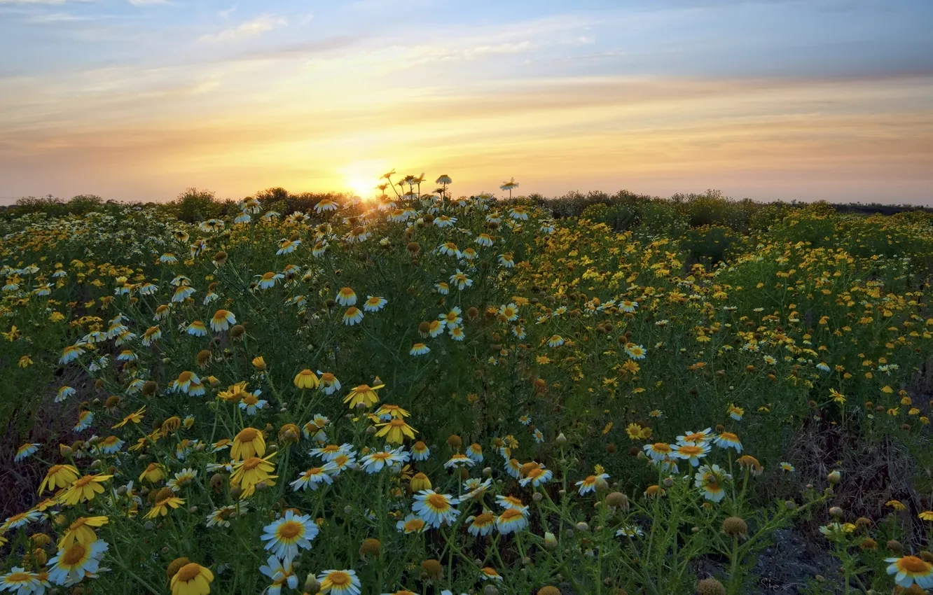 Фото обои закат, цветы, ромашки, луг, Калифорния, California, San Diego, Сан-Диего